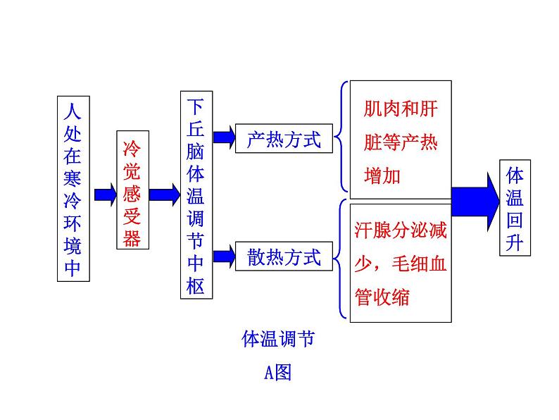 高中生物PPT授课课件(人教版必修3)2.3神经调节与体液调节的关系07
