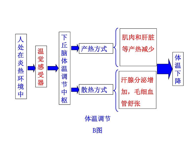 高中生物PPT授课课件(人教版必修3)2.3神经调节与体液调节的关系08