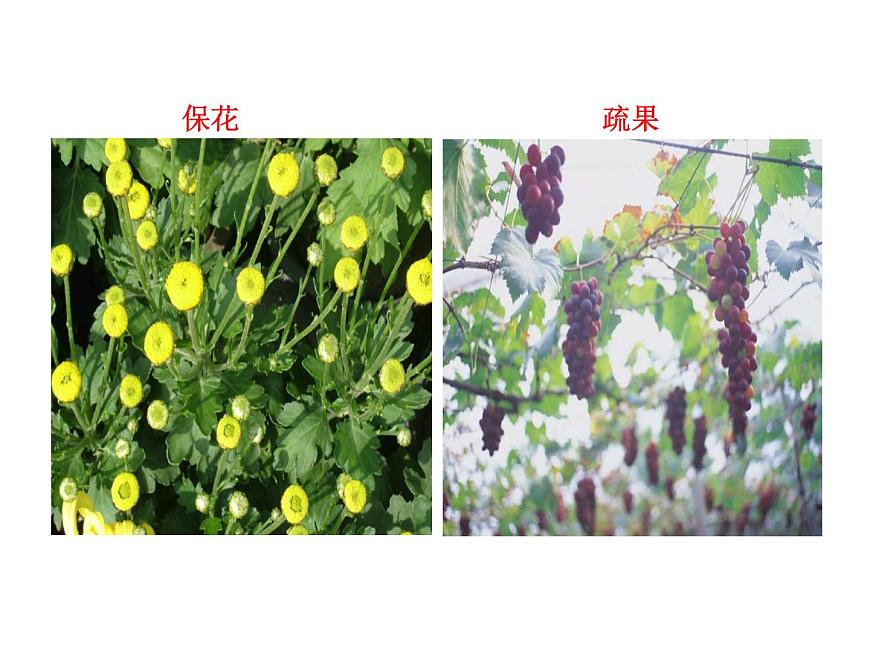 高中生物PPT授課課件（人教版必修3）3.2生長素的生理作用第6頁