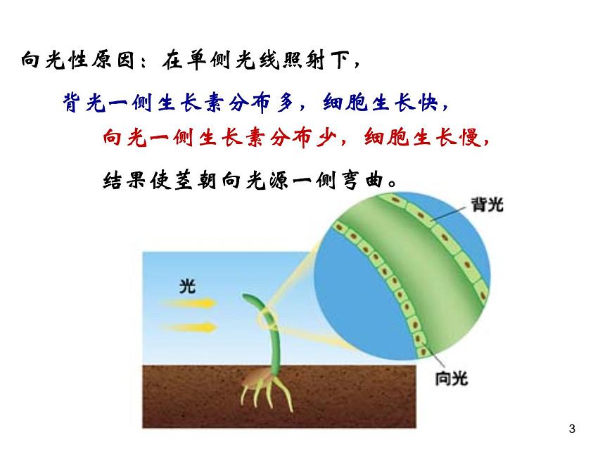 必修3 穩(wěn)態(tài)與環(huán)境3.2生長素的生理作用(28張)第3頁