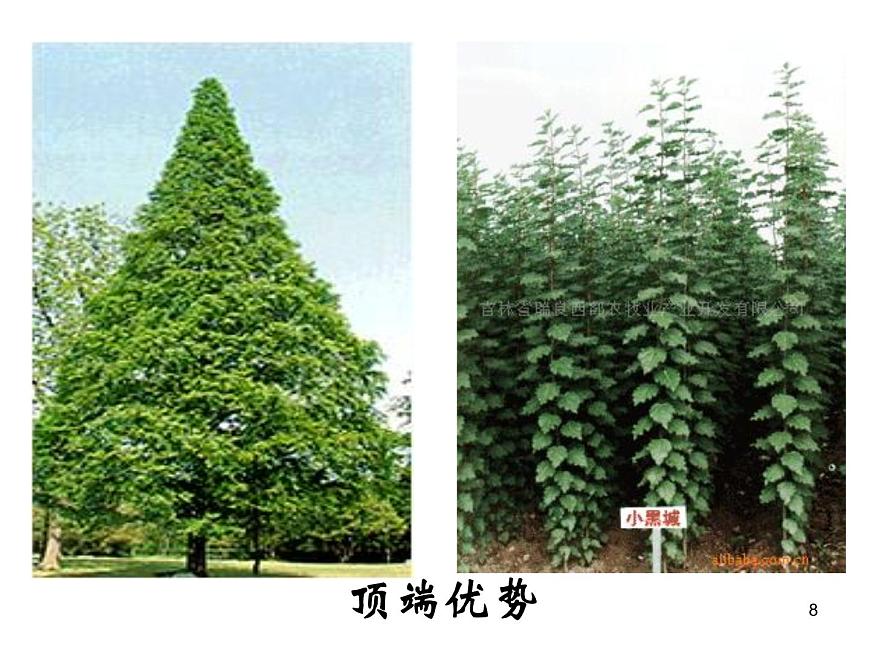 必修3 穩(wěn)態(tài)與環(huán)境3.2生長素的生理作用(28張)第8頁