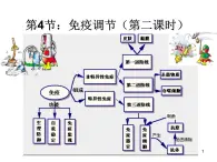 必修3 稳态与环境2.4免疫调节（第二课时） 课件