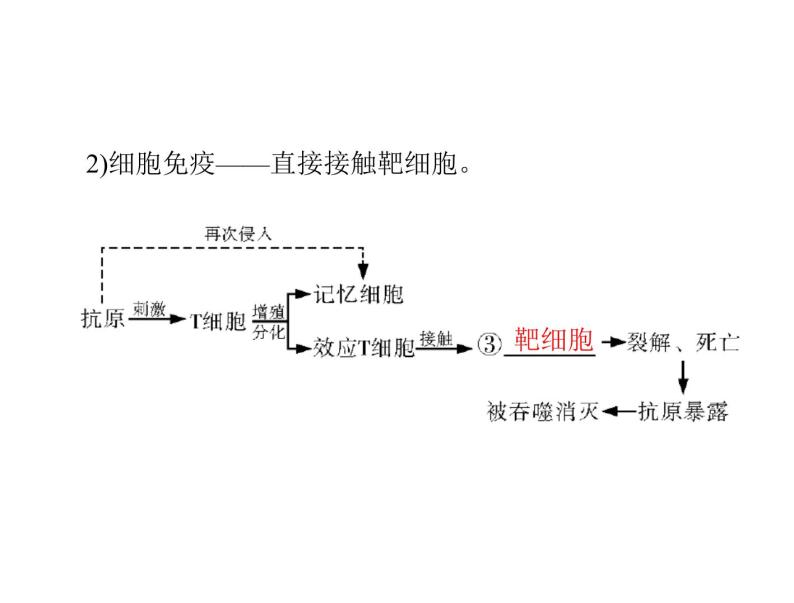 新人教版生物必修三：2.4《免疫调节》ppt课件（40页）08