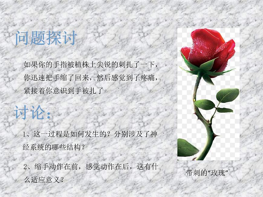 2.2神經(jīng)調(diào)節(jié)的基本方式 課件第4頁