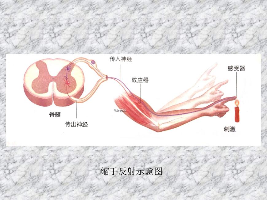 2.2神經(jīng)調(diào)節(jié)的基本方式 課件第6頁