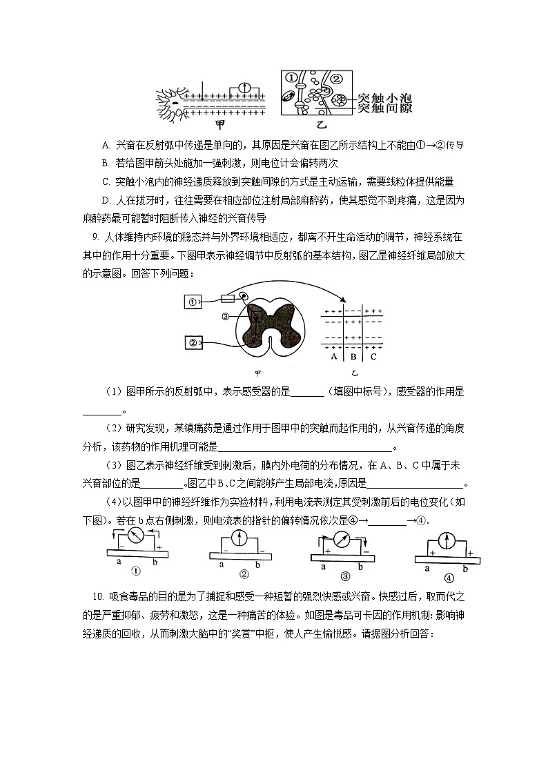 选择性必修1 第2章 神经调节 第三节同步练习03