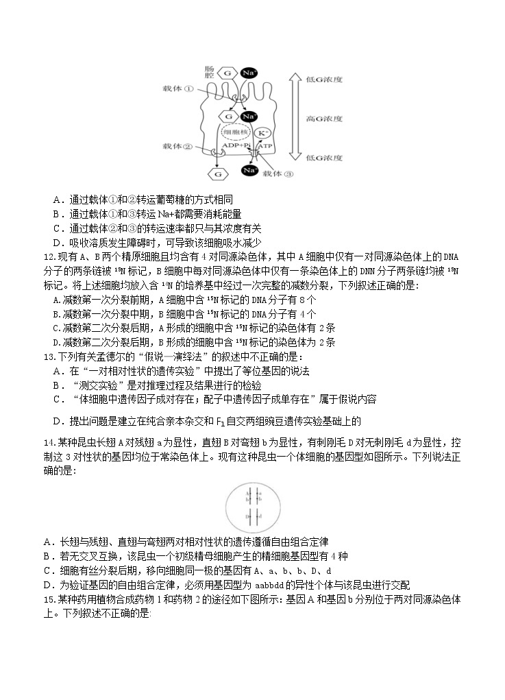 河南省实验中学2021届高三上学期期中考试 生物 (含答案)03