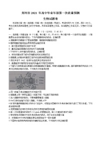河南省郑州市2021届高三上学期第一次质量预测（1月）生物 (含答案)