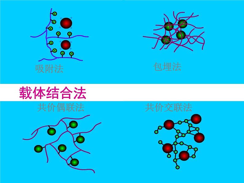 生物:第二部分《实验六 α-淀粉酶的固定化及淀粉水解作用的检测》课件11(浙科版选修1)04
