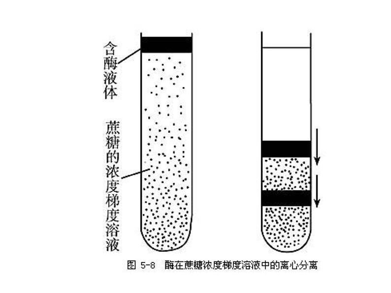 生物:4.3《酵母细胞的固定化》课件(2)(新人教版选修1)07