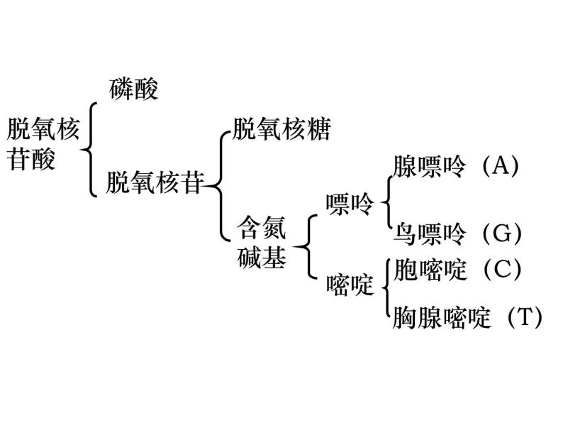 生物：5.2《多聚酶链式反应扩增DNA片段》课件（新人教版选修1）03