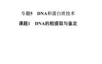 高中生物人教版 (新课标)选修1《生物技术实践》课题1 DNA的粗提取与鉴定图文课件ppt