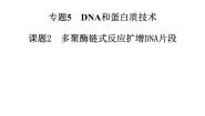 生物选修1《生物技术实践》课题2 多聚酶链式反应扩增DNA片段图文课件ppt