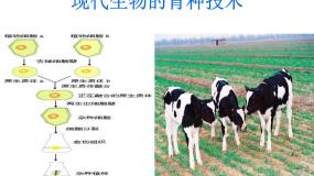 人教版 (新课标)选修2《生物科学与社会》第2节 现代生物技术在育种上的应用教案配套课件ppt
