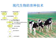 生物：2.2《现代生物技术在育种上的应用》课件（1）（新人教版选修2）