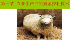 高中生物人教版 (新课标)选修2《生物科学与社会》第1节 农业生产中繁殖控制技术课堂教学ppt课件