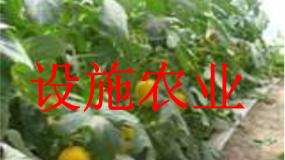 人教版 (新课标)选修2《生物科学与社会》第6节 设施农业评课ppt课件