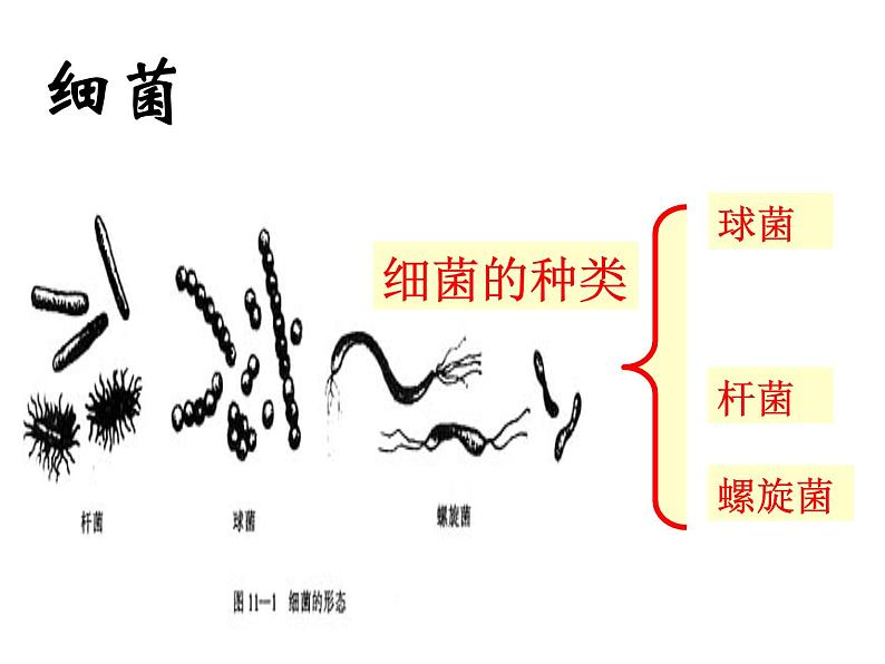 生物:3.1《微生物发酵及其应用》课件1(新人教版选修2)05