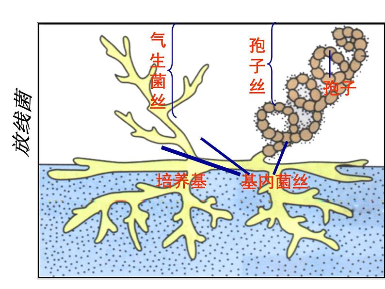 生物:3.1《微生物发酵及其应用》课件1(新人教版选修2)06