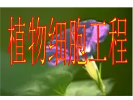 生物：2.1《植物细胞工程》课件（1）（新人教版选修3）