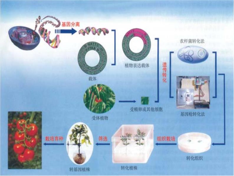 生物：2.2《现代生物技术在育种上的应用》课件（3）（新人教版选修2）06