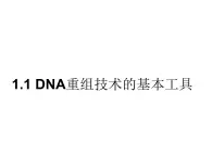 生物：1.1 《DNA重组技术的基本工具》课件2（新人教版选修3）