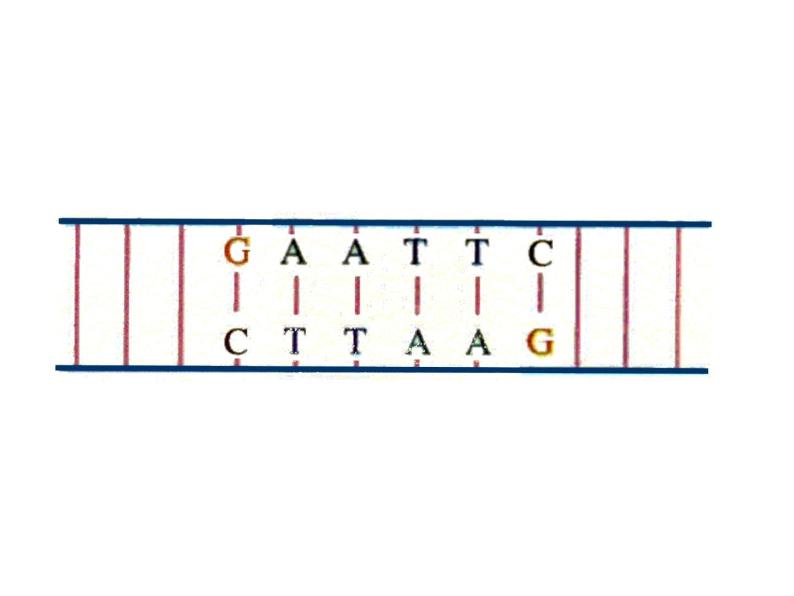 生物：1.1 《DNA重组技术的基本工具》课件2（新人教版选修3）07