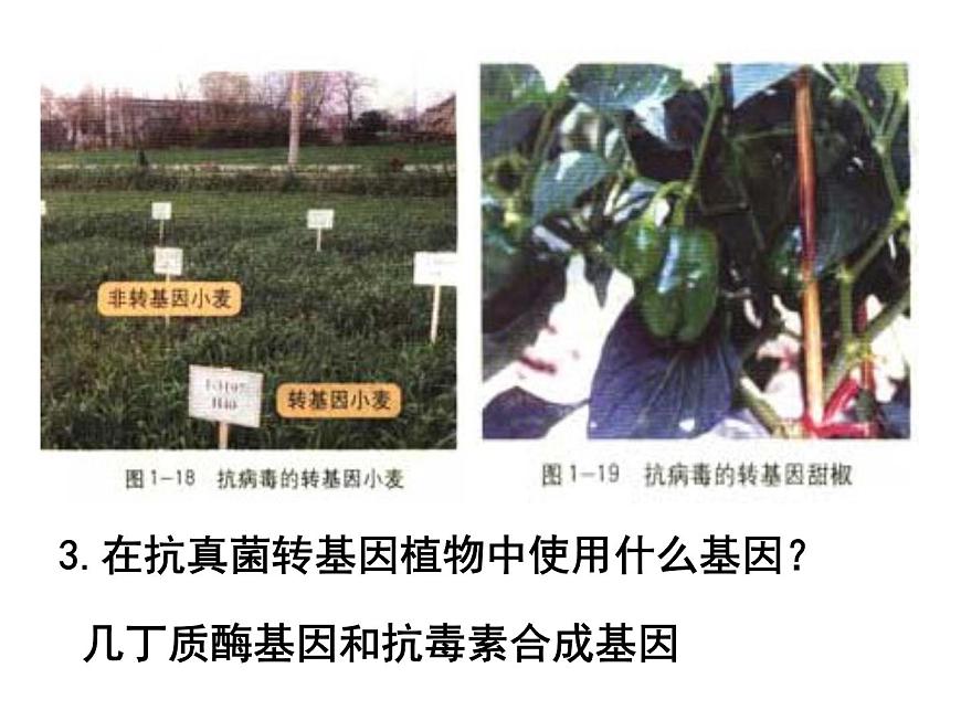 生物：1.3《基因工程的應(yīng)用》課件2（新人教版選修3）第8頁(yè)