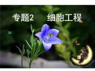 生物：2.1《植物细胞工程》课件（新人教版选修3）