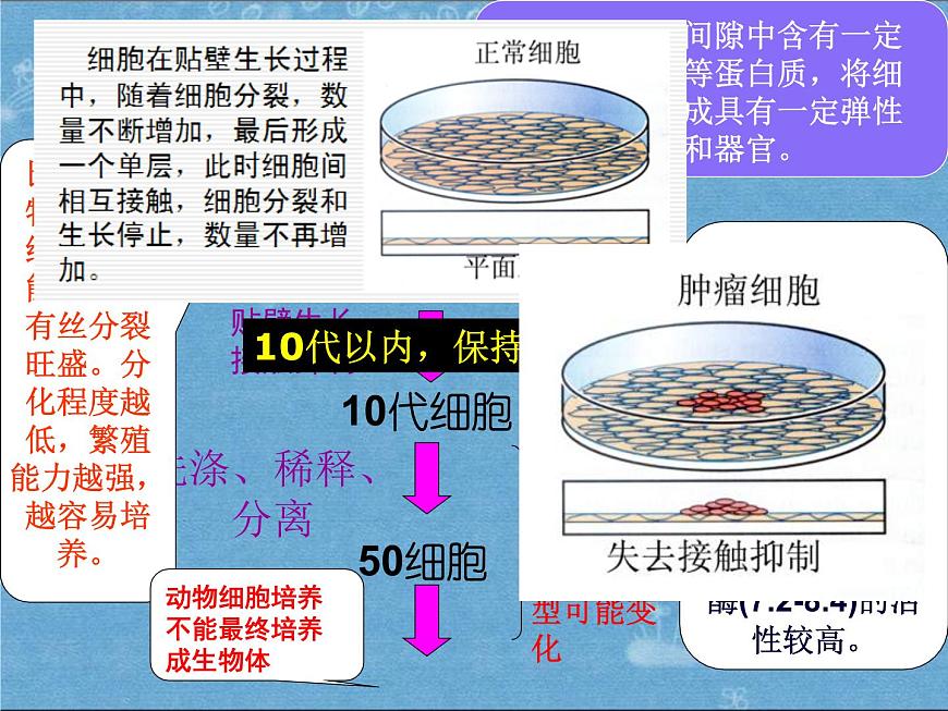 生物：2.2《動物細(xì)胞工程》課件（5）（新人教版選修3）第3頁