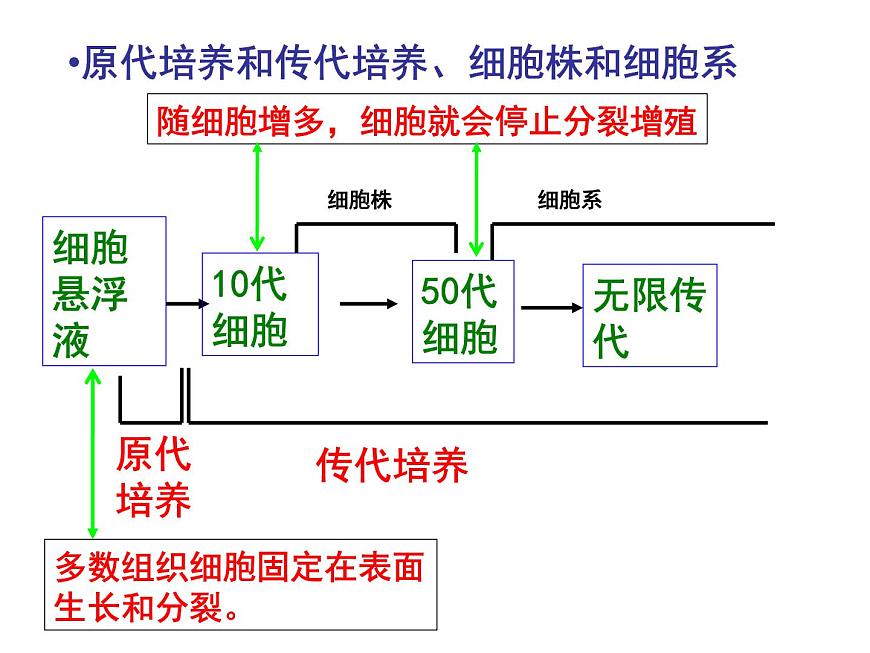 生物：2.2《動物細(xì)胞工程》課件（5）（新人教版選修3）第4頁