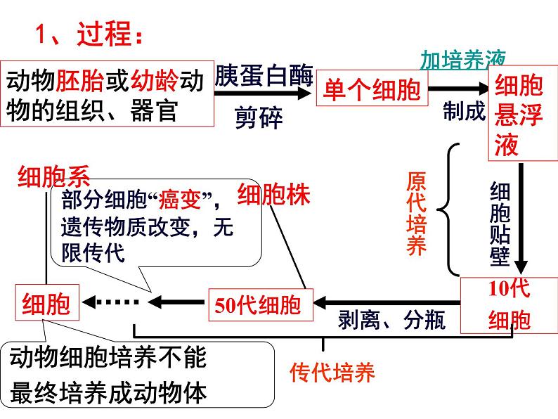生物:2.2《动物细胞工程》课件(10)(新人教版选修3)03