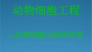 高中人教版 (新课标)专题2 细胞工程2.2 动物细胞工程本节综合课堂教学课件ppt