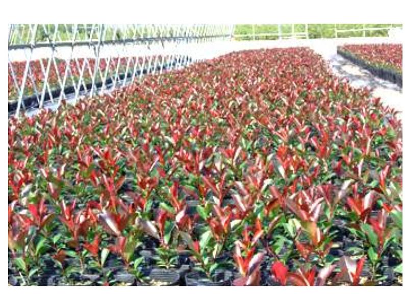 生物:专题2《细胞工程》课件(1)(新人教版选修3)07