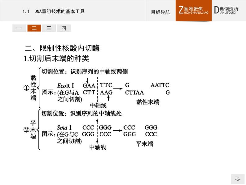 高中生物人教版选修3课件：1.1 DNA重组技术的基本工具06