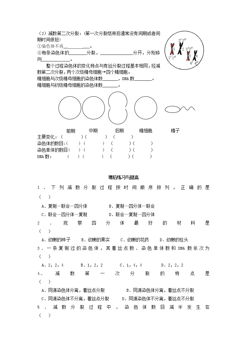 人教版（新课标）高中生物必修二第二章第1节《减数分裂》导学案103