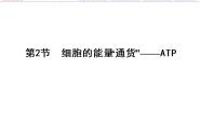 高中生物人教版 (新课标)必修1《分子与细胞》第2节 细胞的能量“通货”──ATP图文课件ppt