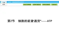 高中生物人教版 (新课标)必修1《分子与细胞》第2节 细胞的能量“通货”──ATP图文课件ppt