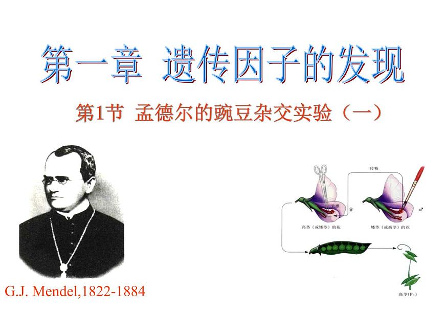 【人教版】高中生物必修二《 1.1 孟德爾的豌豆雜交實(shí)驗(yàn)（一）》課件第1頁