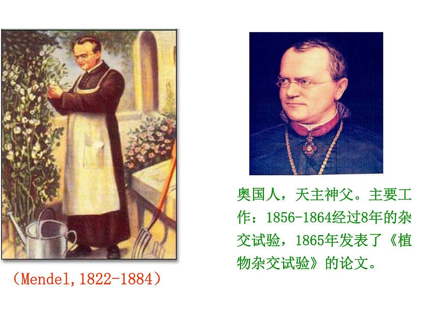 【人教版】高中生物必修二《 1.1 孟德爾的豌豆雜交實(shí)驗(yàn)（一）》課件第2頁