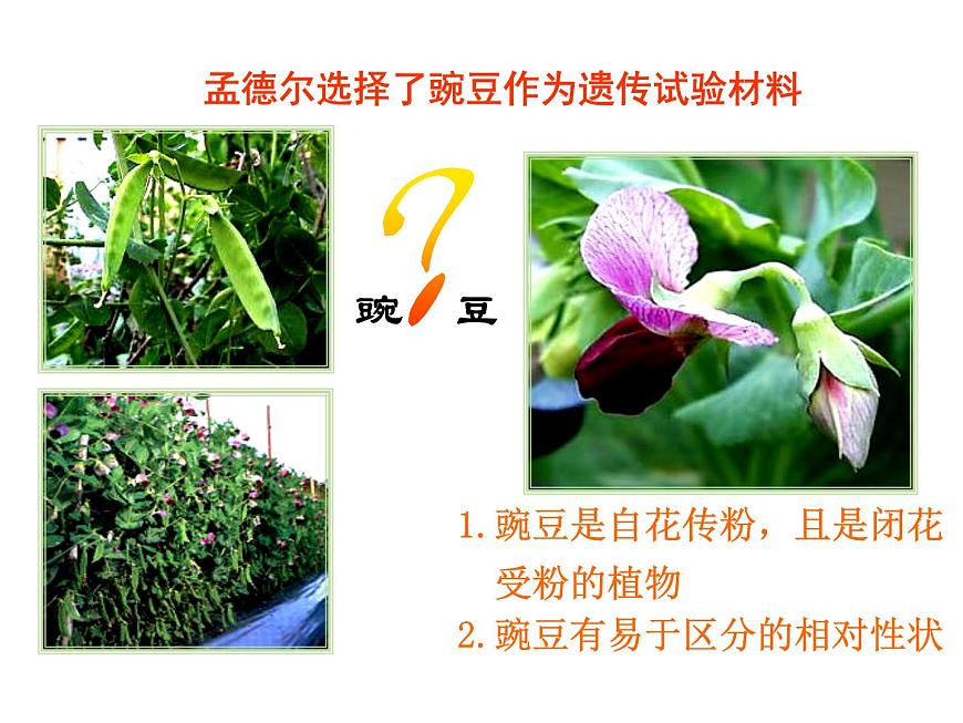 【人教版】高中生物必修二《 1.1 孟德爾的豌豆雜交實(shí)驗(yàn)（一）》課件第4頁