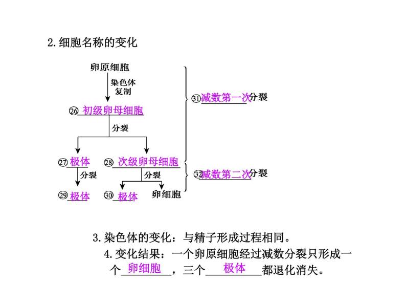 【人教版】高中生物必修二《 2.1 减数分裂》课件08