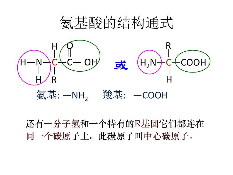 人教版高一生物必修1课件:2.2 生命活动的主要承担着-蛋白质 (共27张ppt)03