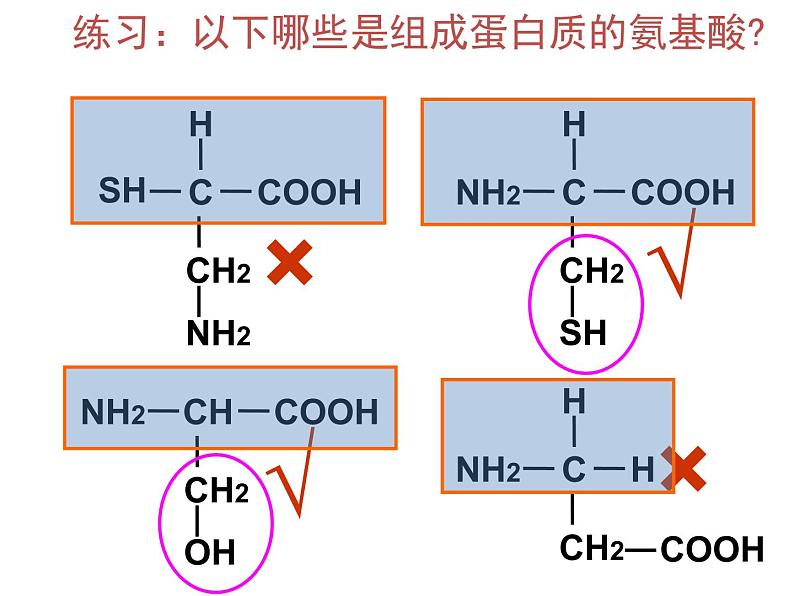 人教版高一生物必修1课件:2.2 生命活动的主要承担着-蛋白质 (共27张ppt)05