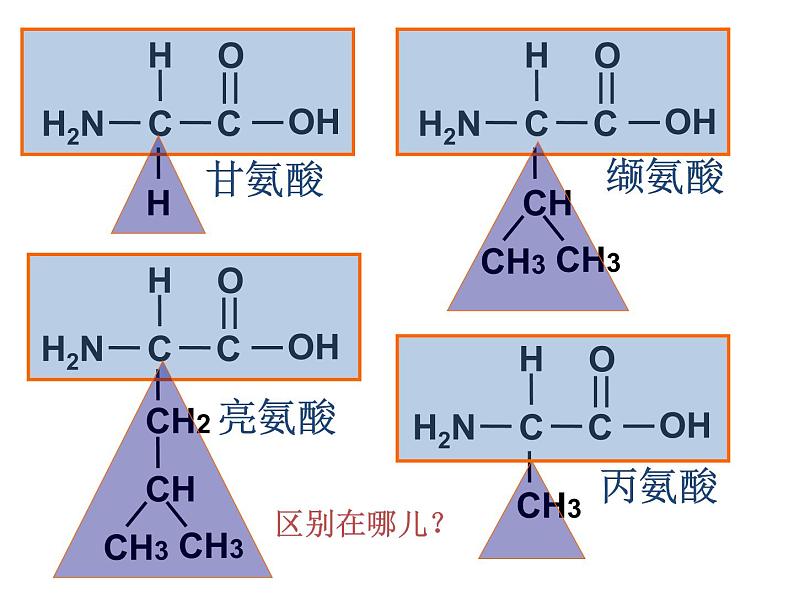 人教版高一生物必修1课件:2.2 生命活动的主要承担着-蛋白质 (共27张ppt)07