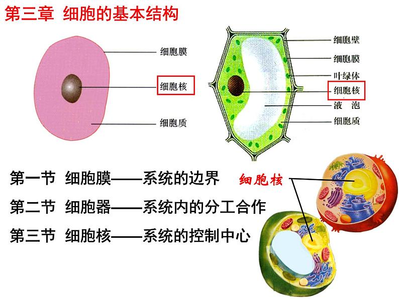 人教版高一生物必修1课件:3.3 细胞核-系统的控制中心102