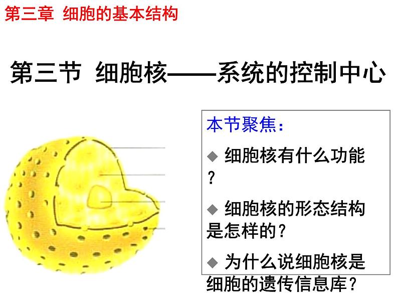 人教版高一生物必修1课件:3.3 细胞核-系统的控制中心103