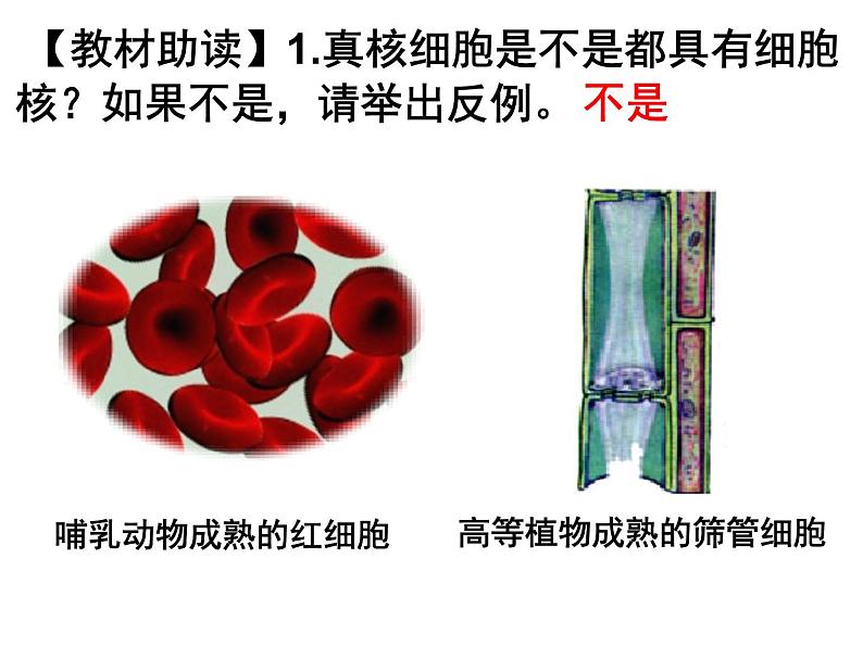 人教版高一生物必修1课件:3.3 细胞核-系统的控制中心105