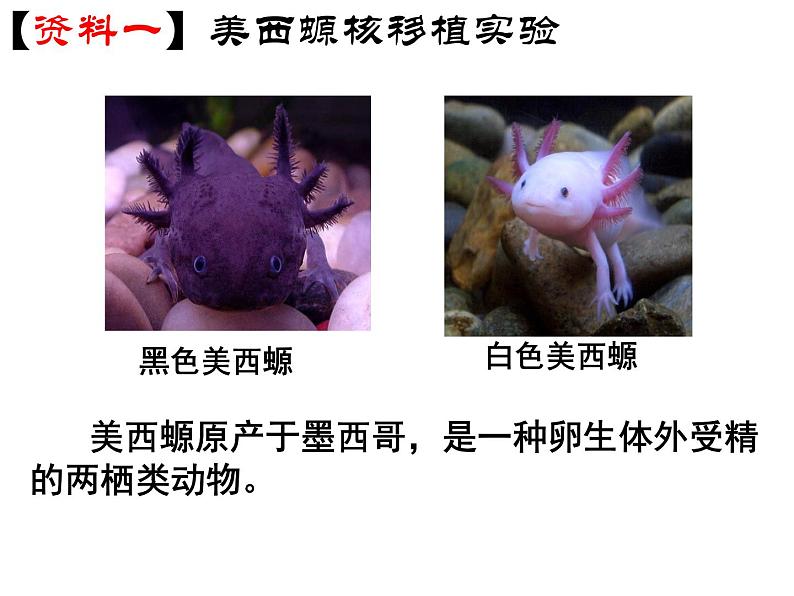 人教版高一生物必修1课件:3.3 细胞核-系统的控制中心108