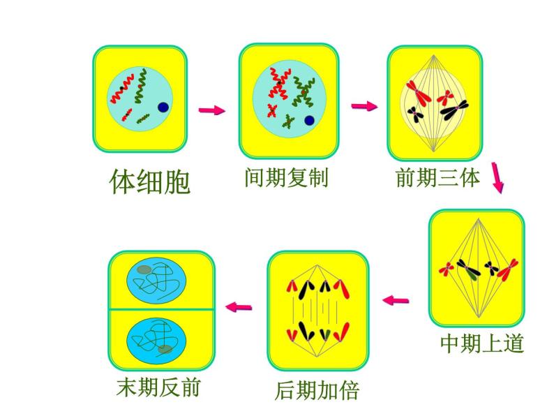 人教版高一生物必修1课件：6.1.3 细胞的增殖02